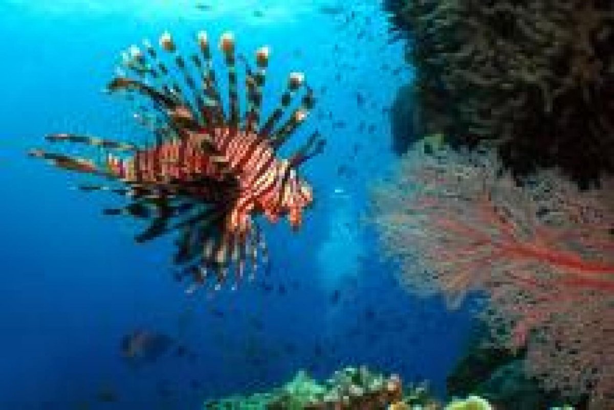 Рыбы барьерного рифа в Австралии