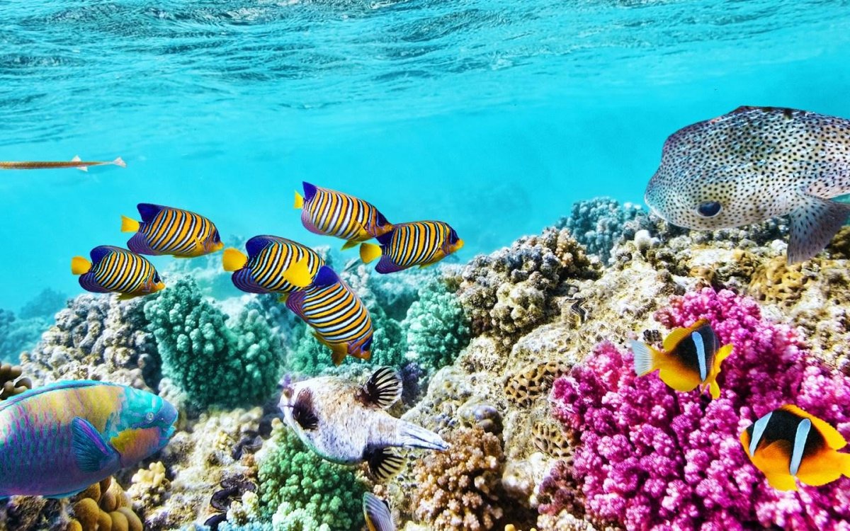 Большой Барьерный риф морской парк рыбы