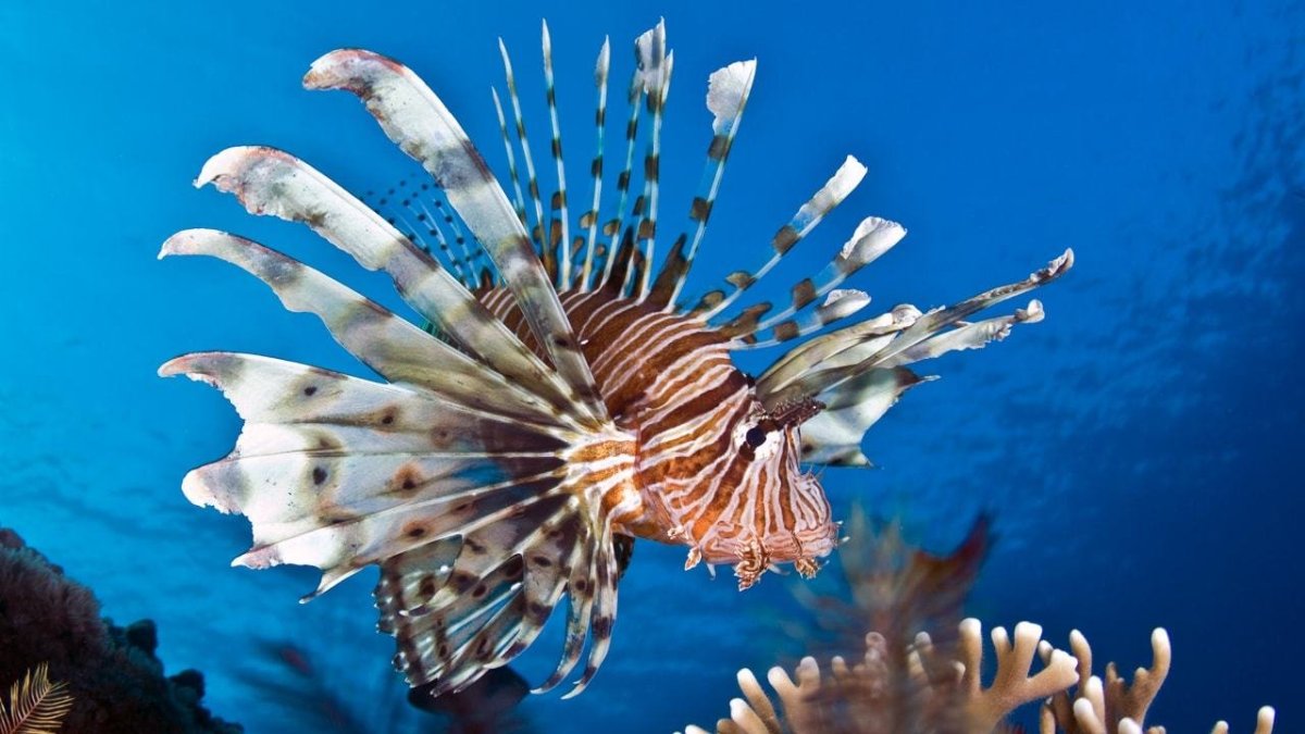 Крылатка рыба Мальдивы