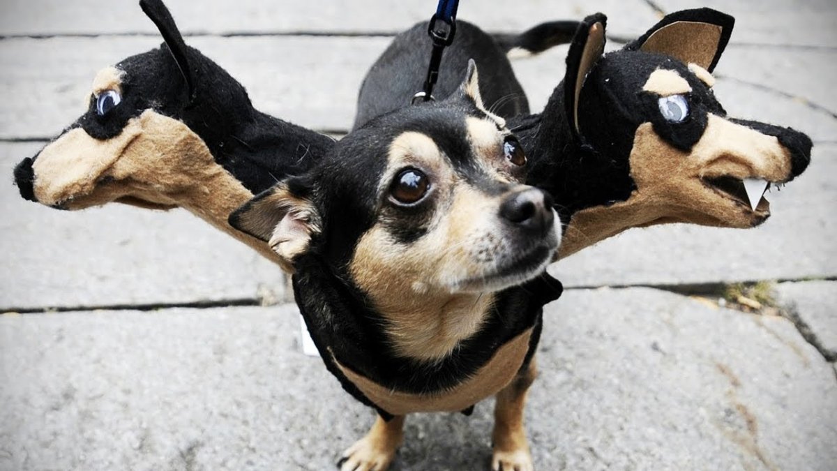 Мопс красивый