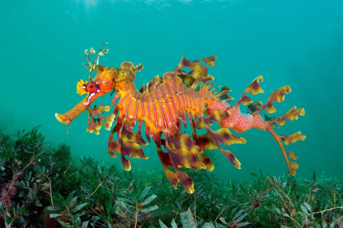 Морской конёк-тряпичник