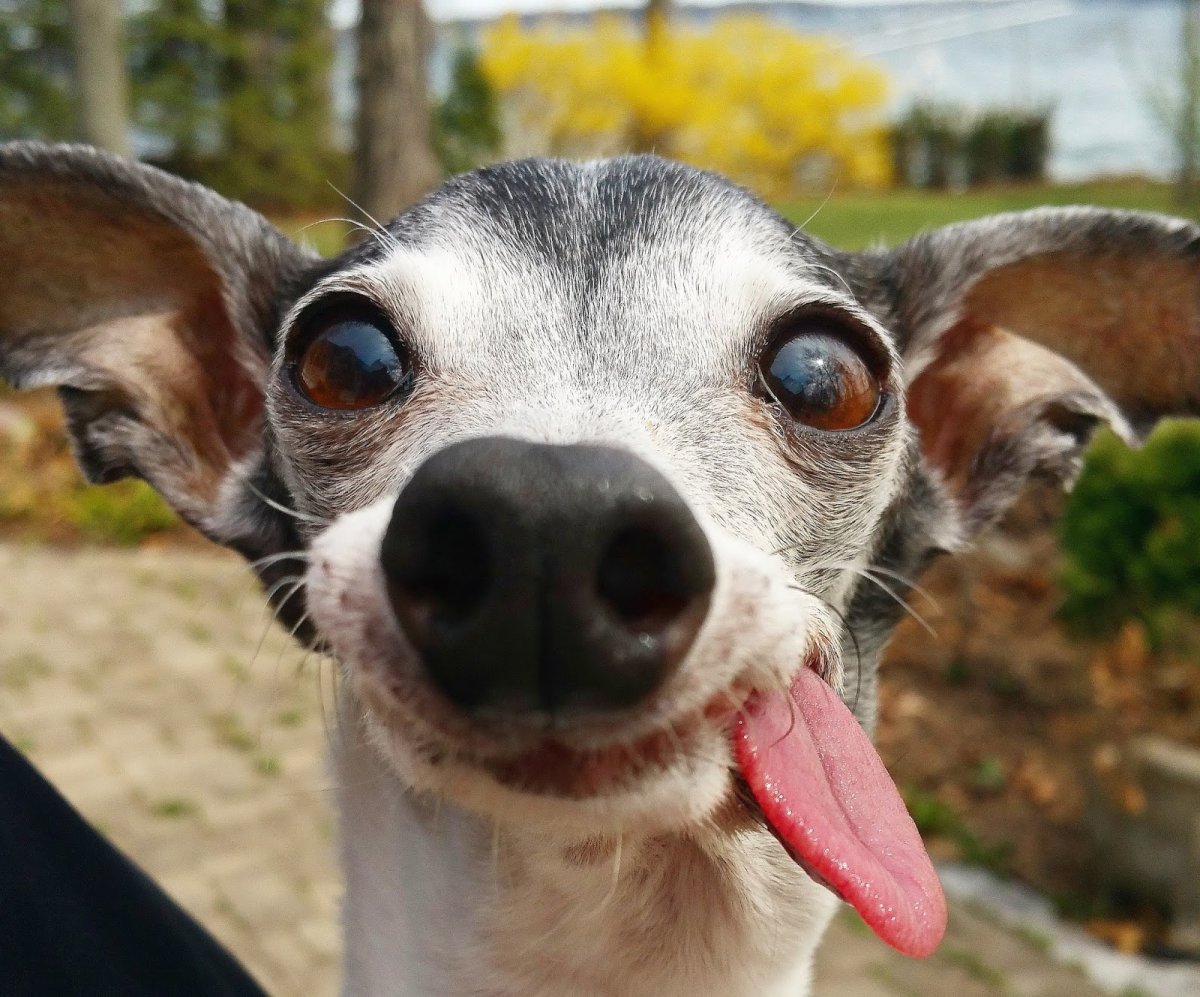 Беззубая Левретка Заппа