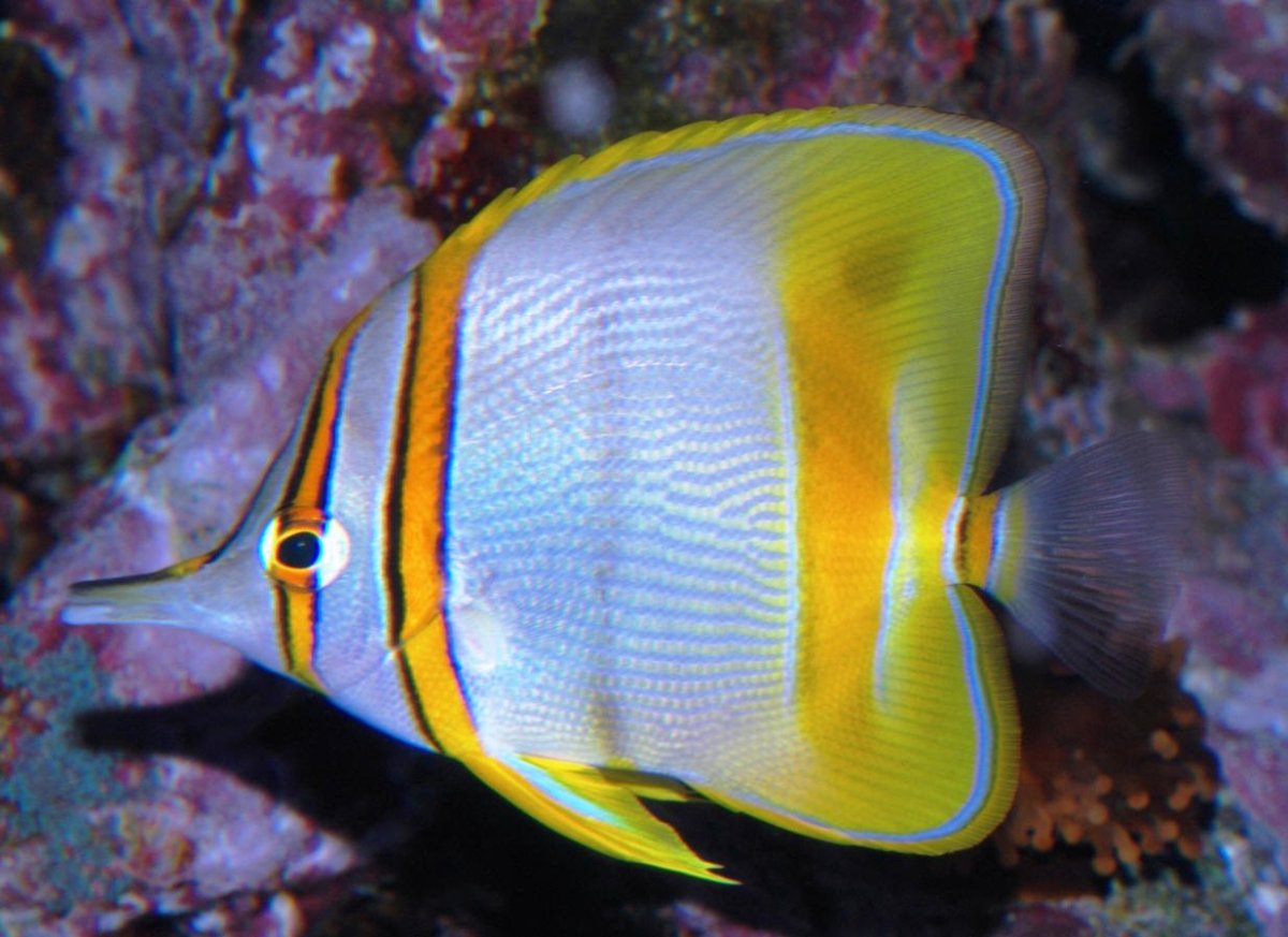 Бабочка пинцет хелмон