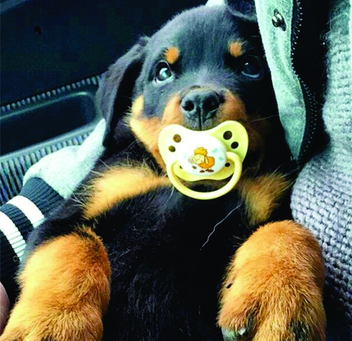 Крутые собачки