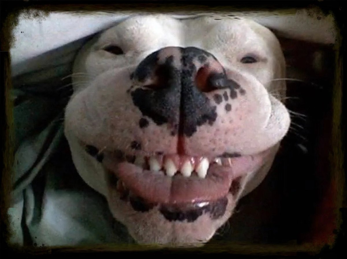 Собачка в розовом тапке