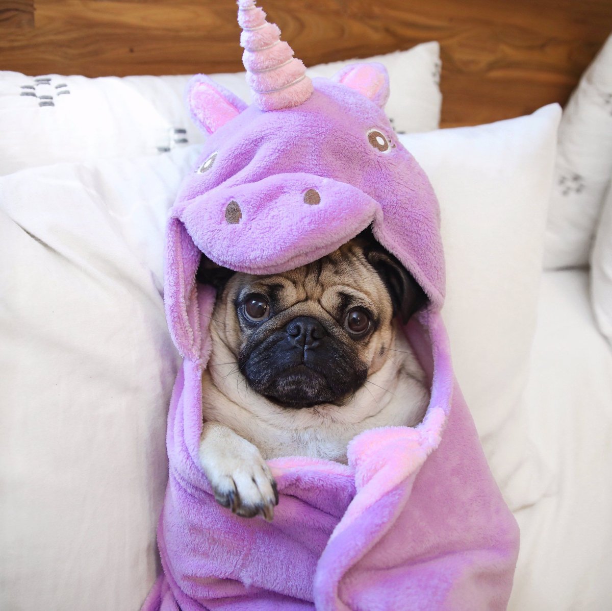 Две смешные собаки