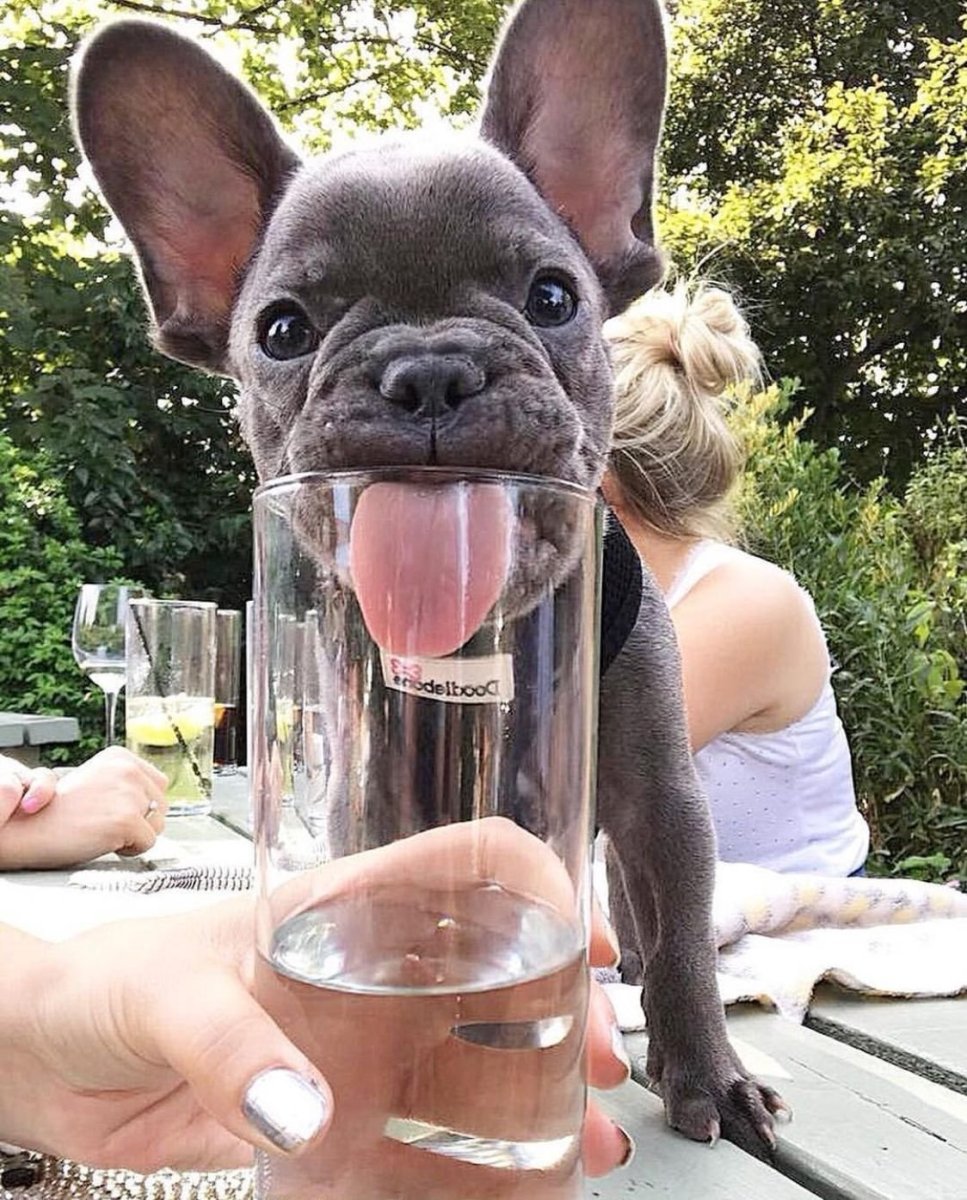 Пес улыбается Мем