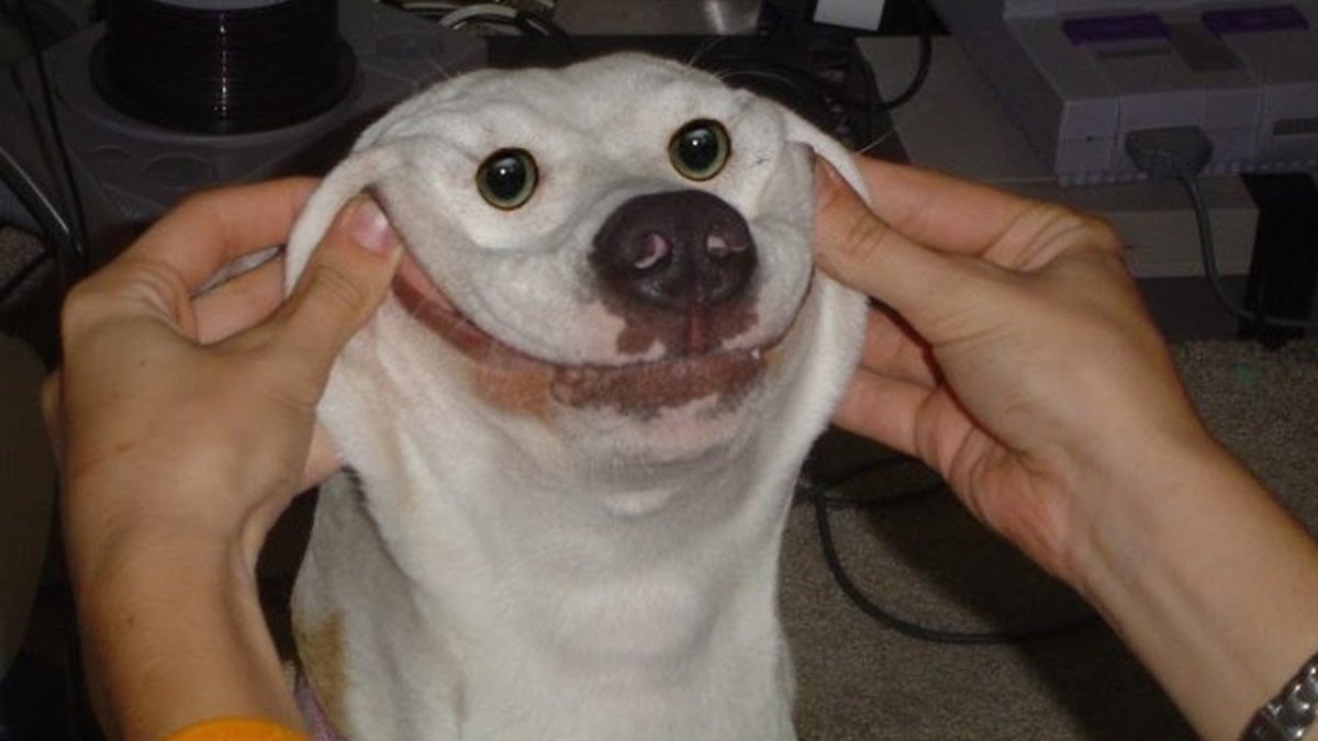 Овчарка улыбака