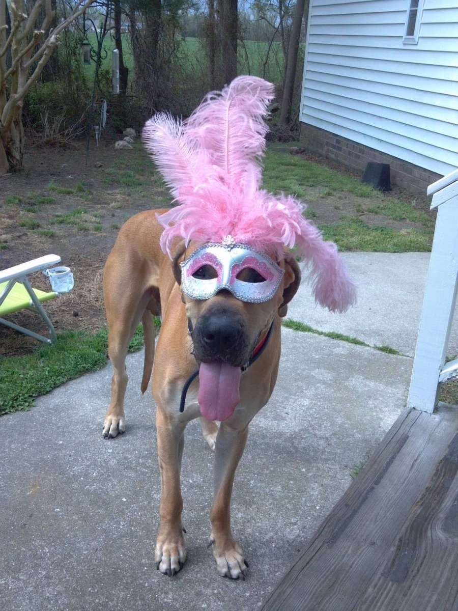 Немецкая овчарка улыбается