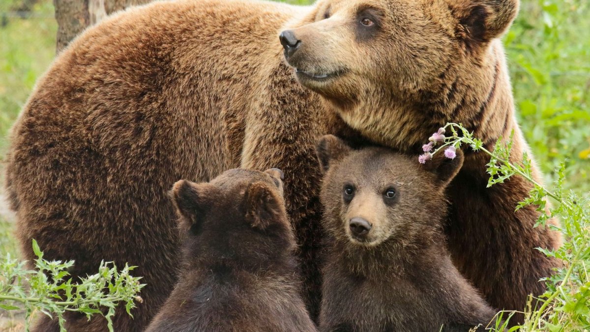 Медведи обнимаются