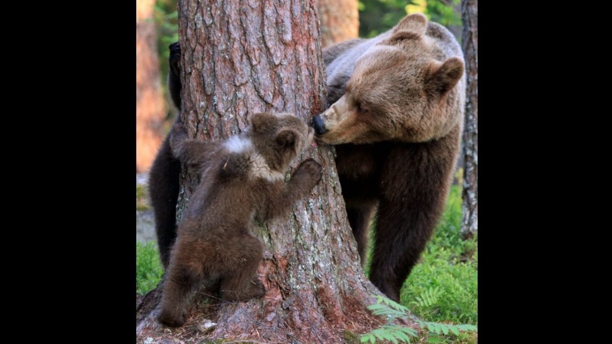 Бурый медведь самка