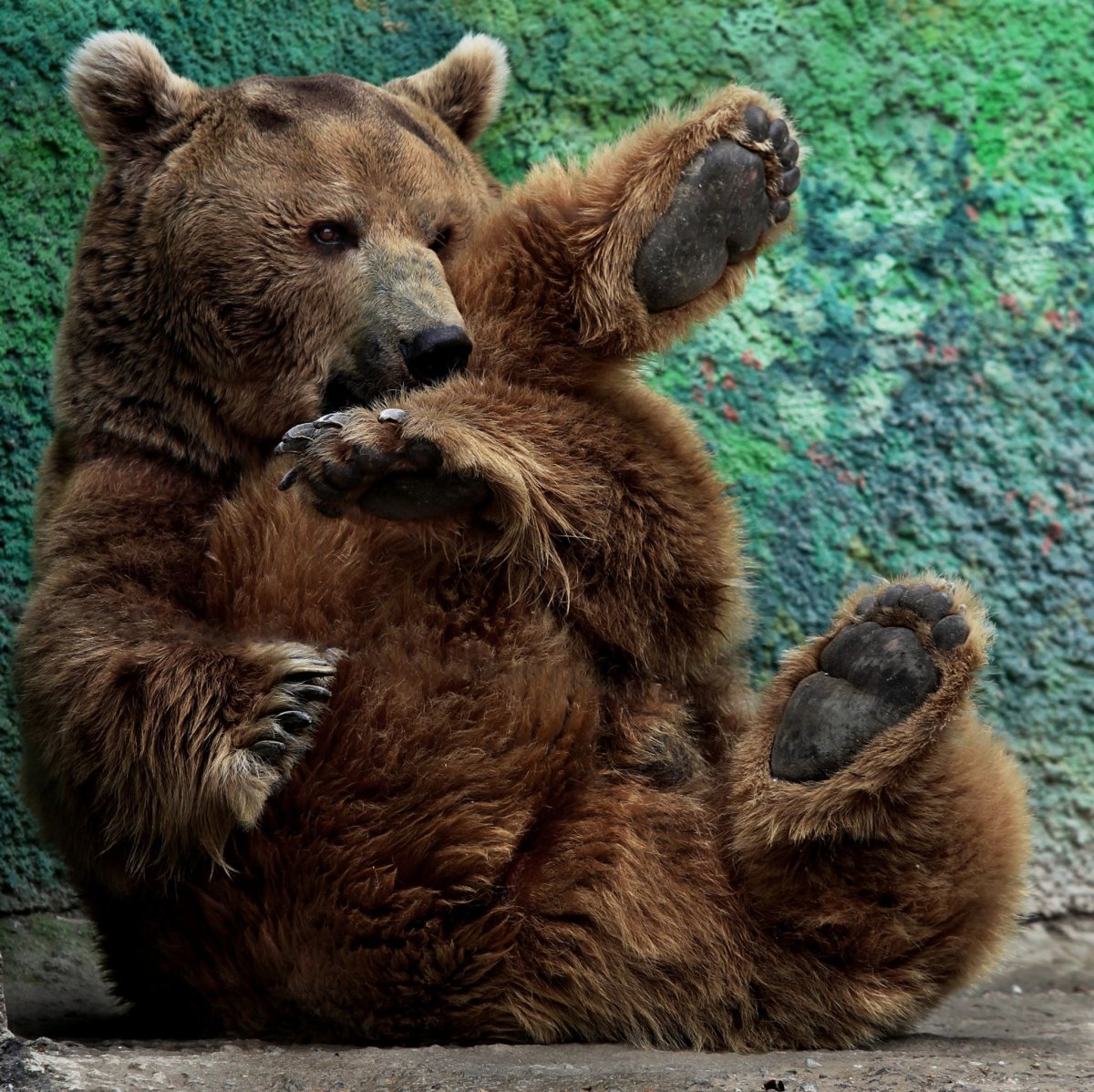 Медвежьи объятия