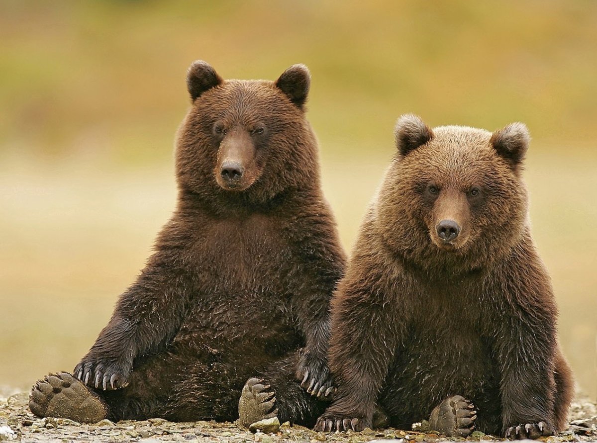 Медведь Гризли драка
