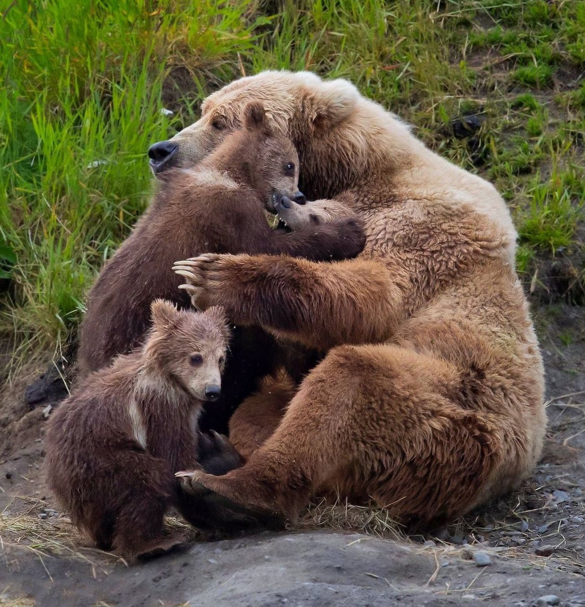 Медведи обнимаются