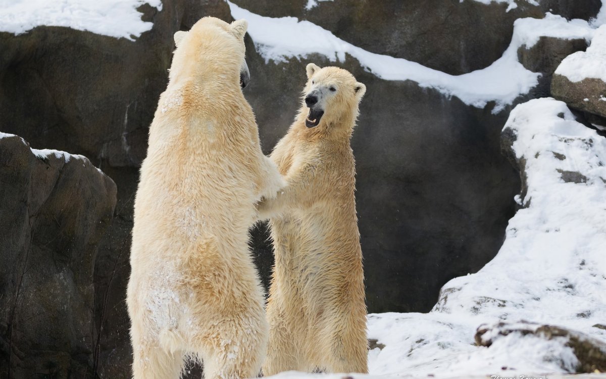 Много медведей