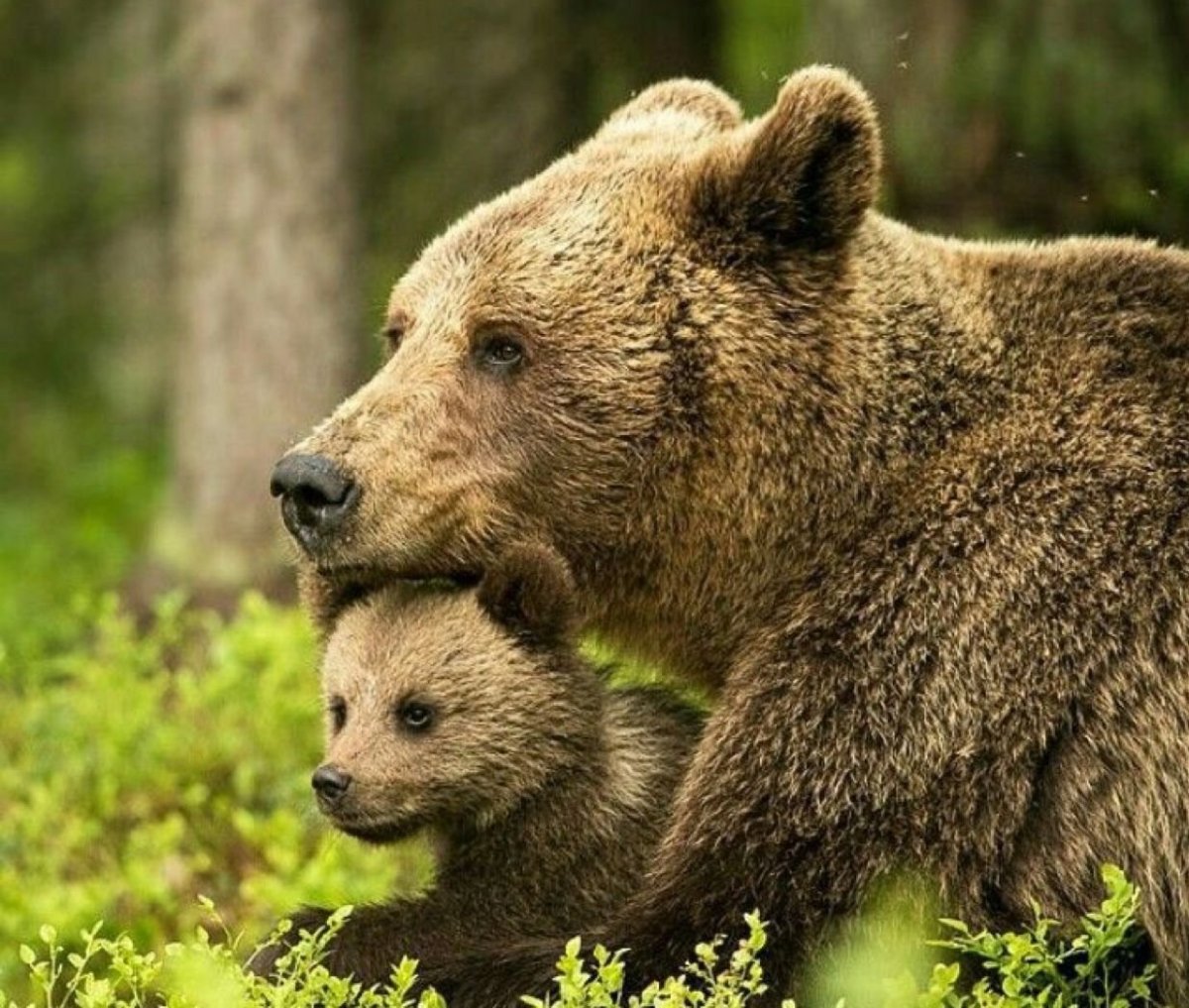 Белый медведь