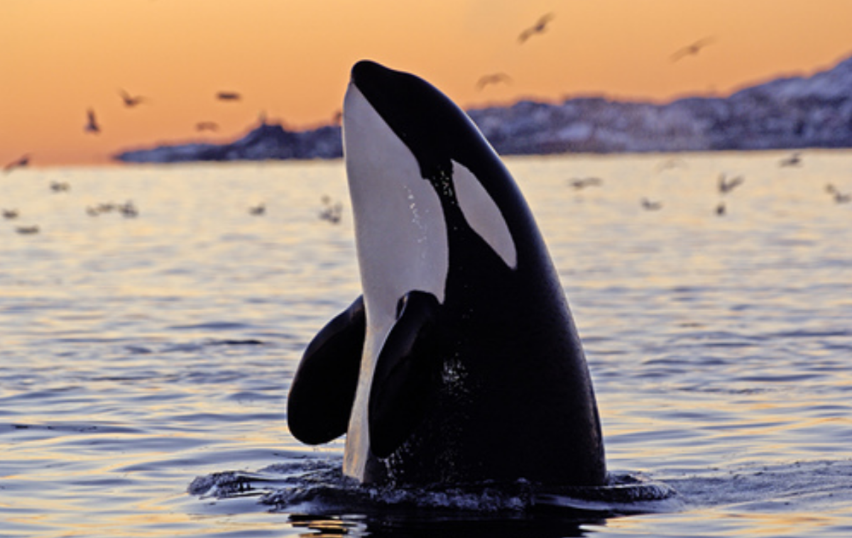 Касатка арт