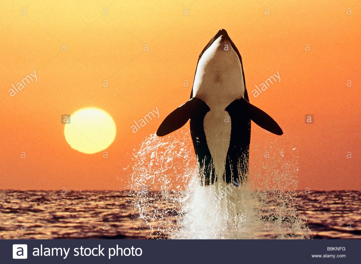 Касатка кит убийца