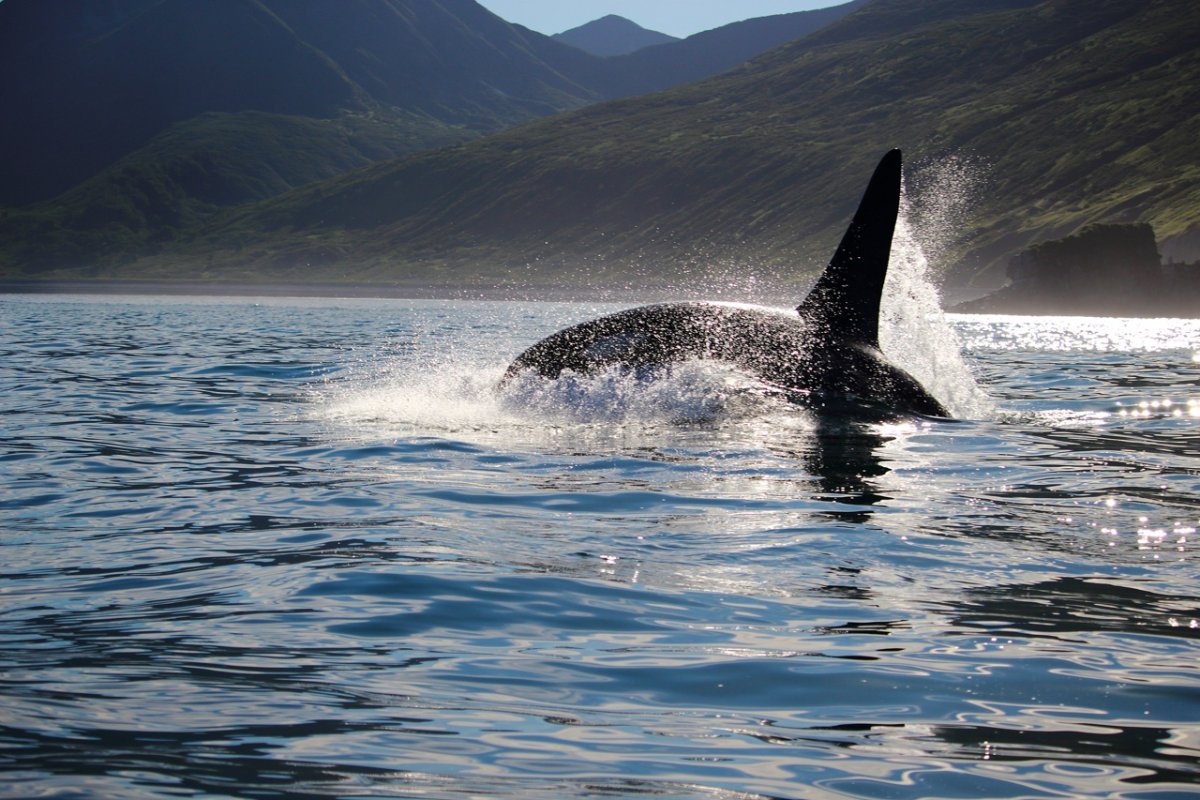 Профессиональный кит убийца