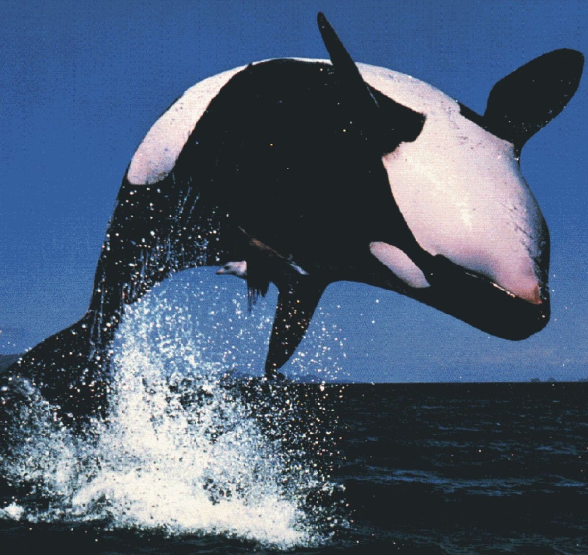 Касатка кит убийца