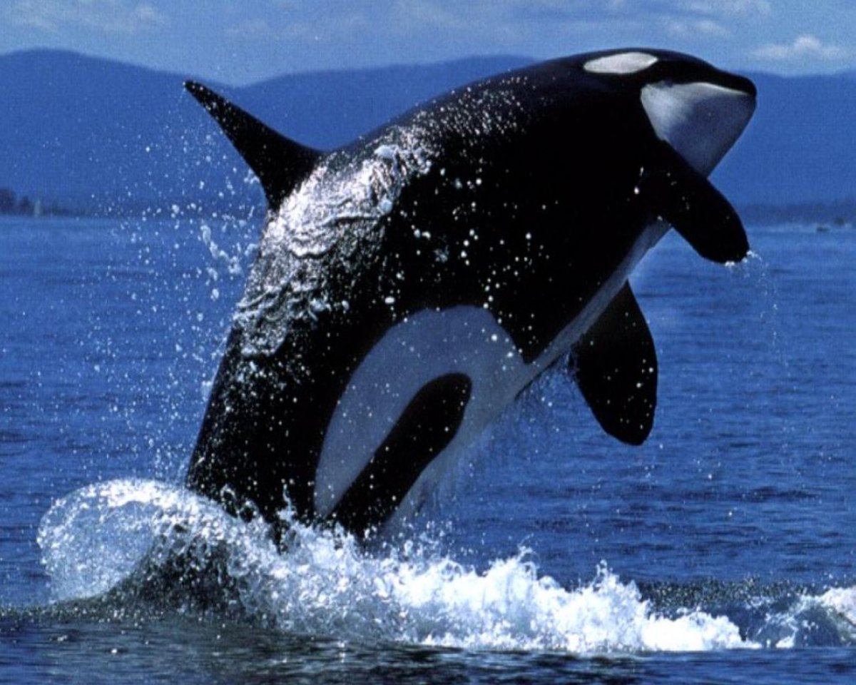 Дельфинариум Касатка