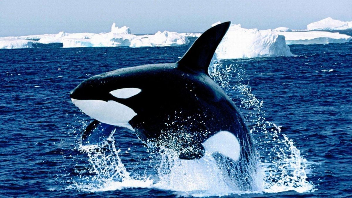 Киты в Баренцевом море