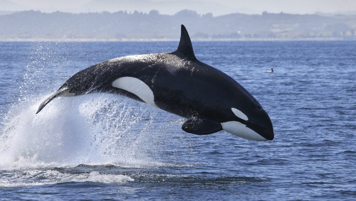 Касатка Арктическая