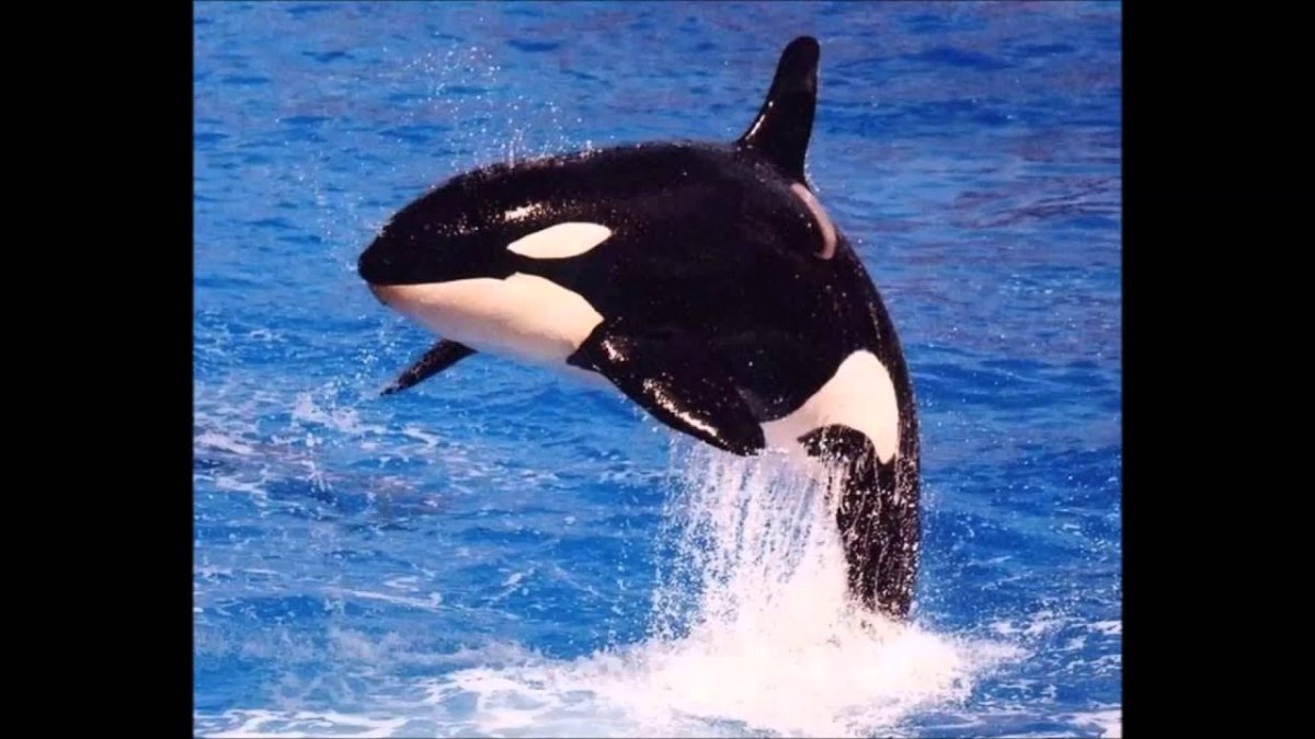 Касатки в Норвегии