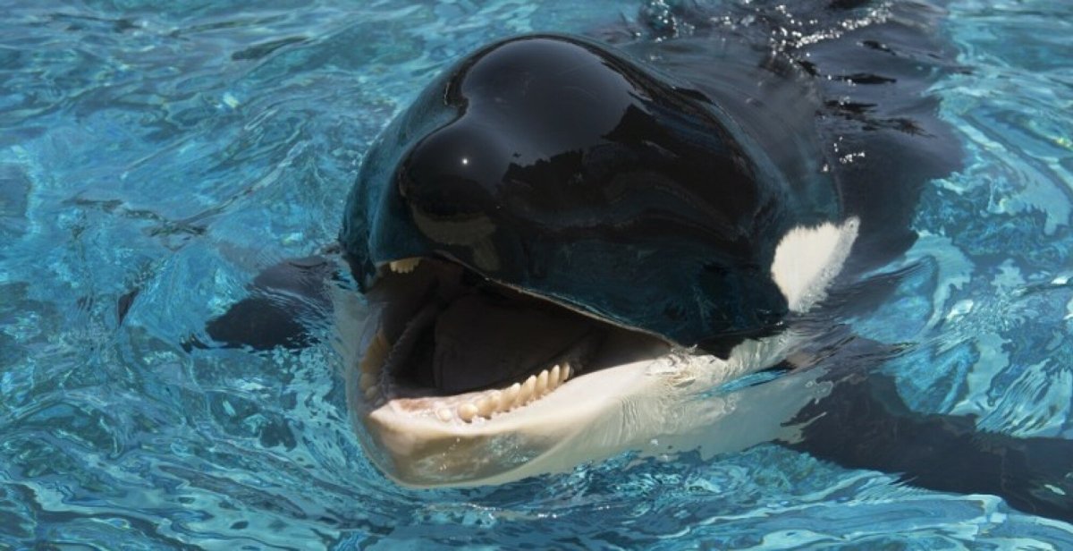 Касатка кит убийца убийца