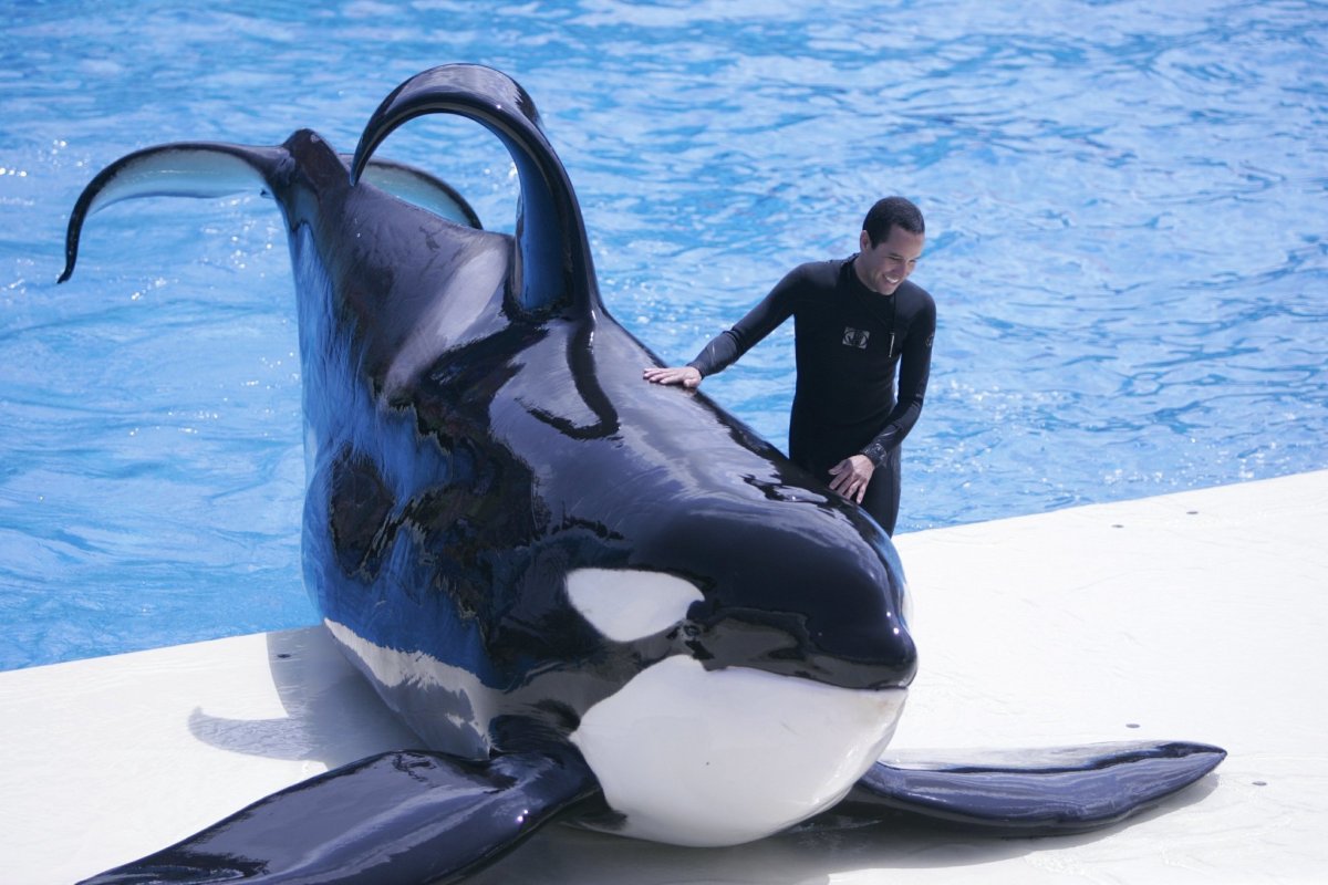 Поцелуй касатки