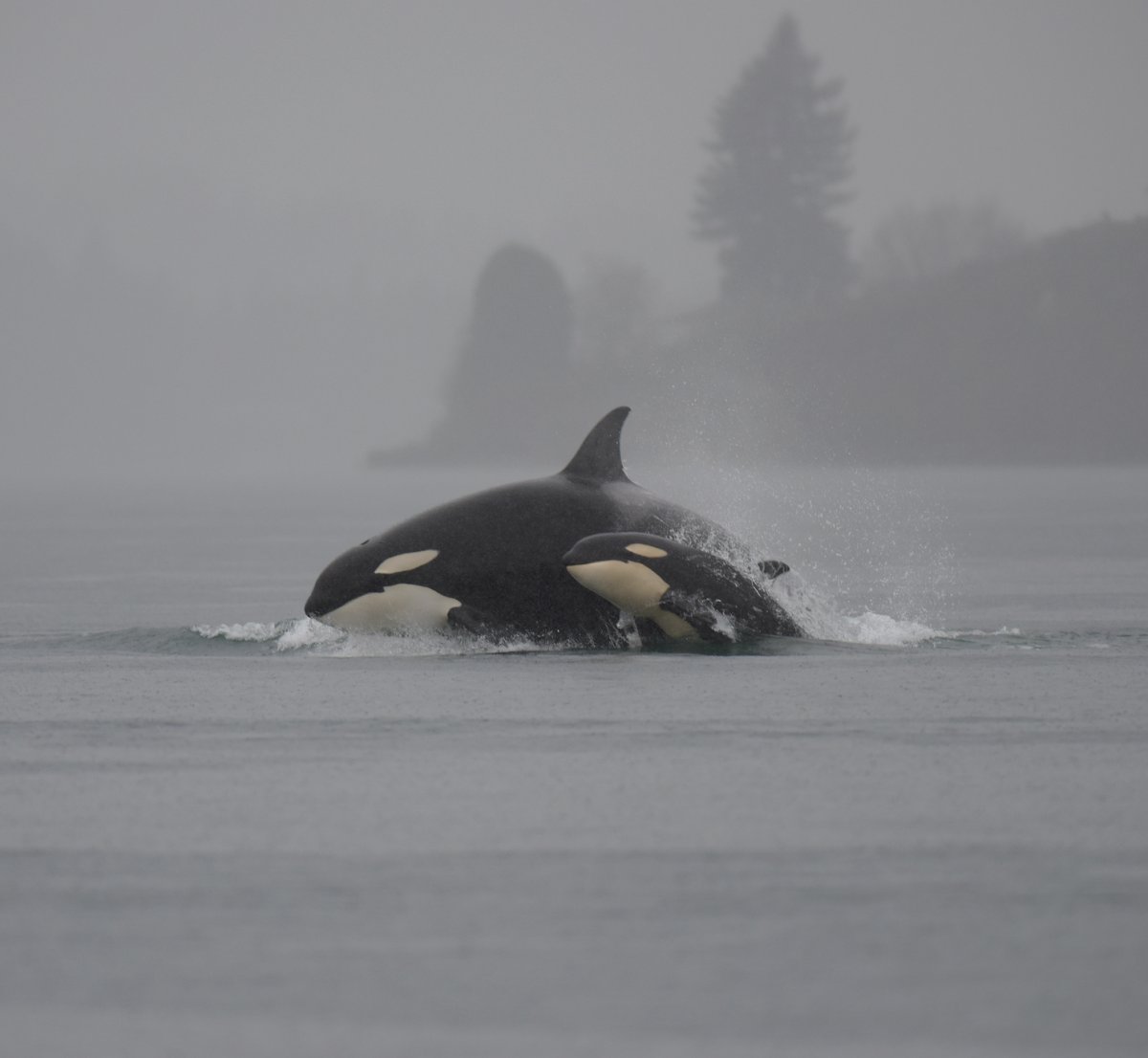 Касатка меланист