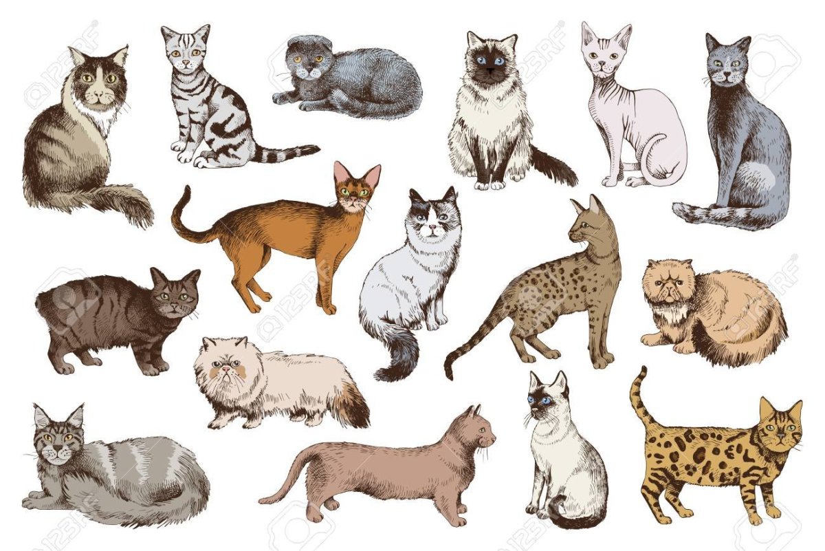 Породы кошек плакат