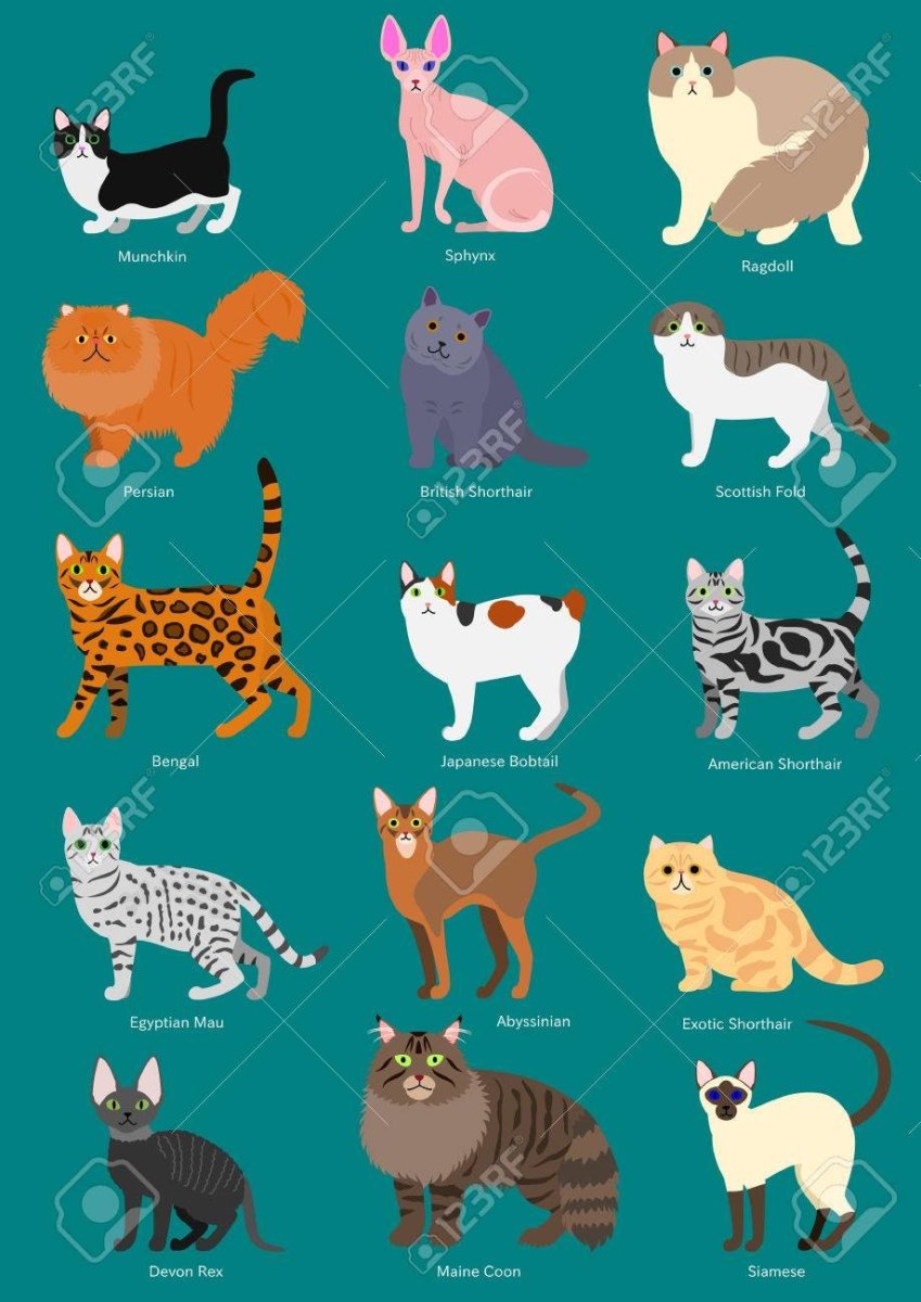 Нарисовать котов в разных породах