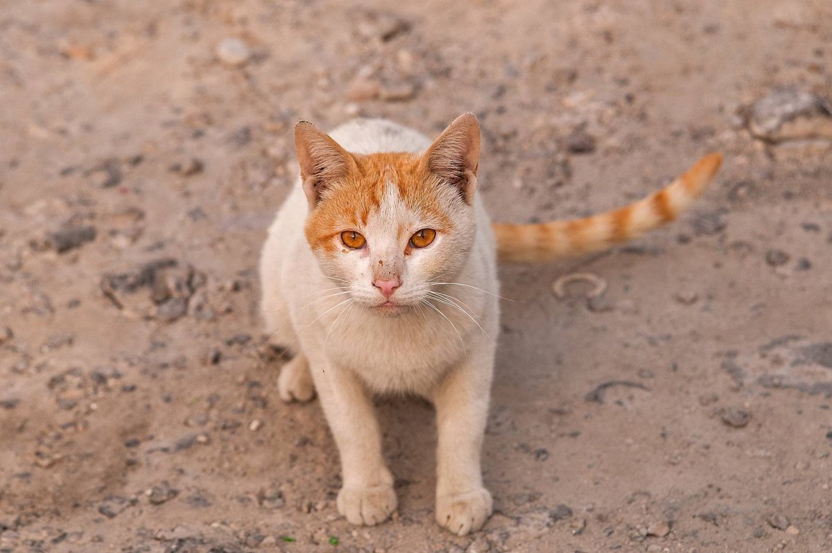 Порода кошек Аравийский МАУ