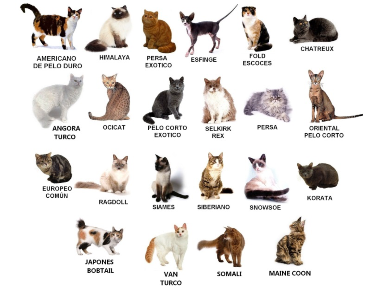 Породы кошек по алфавиту