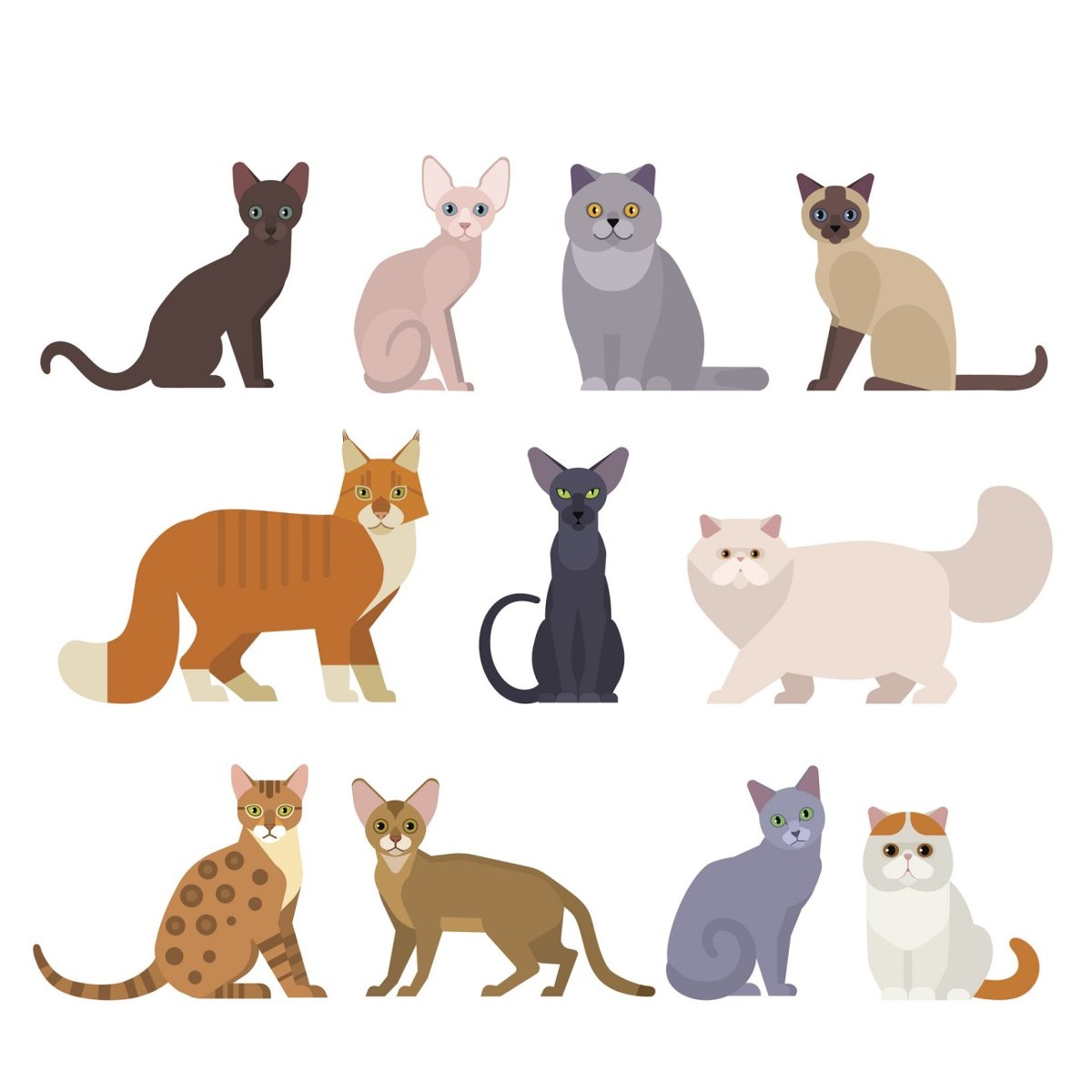 Силуэт Абиссинской кошки