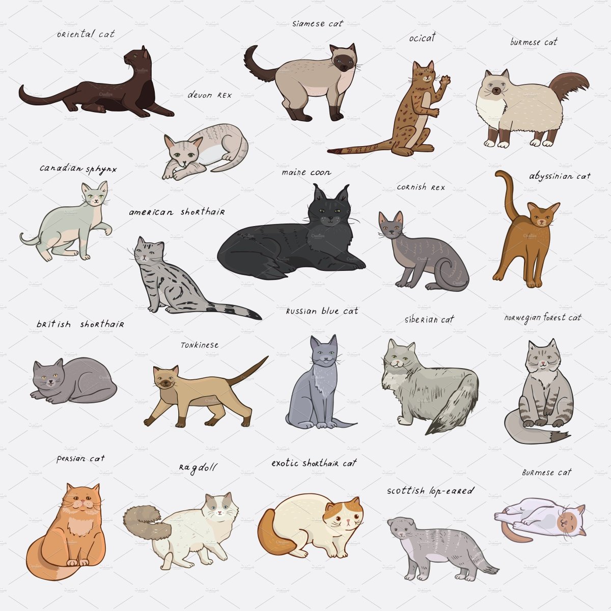 Породы кошек с фотографиями и названиями нарисовать