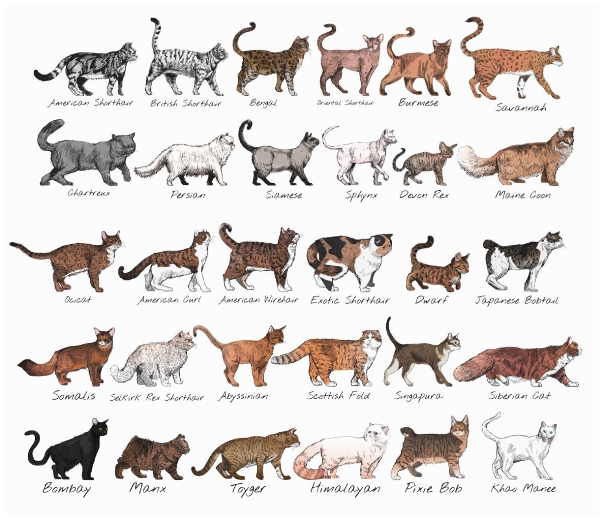Породы кошек с названиями
