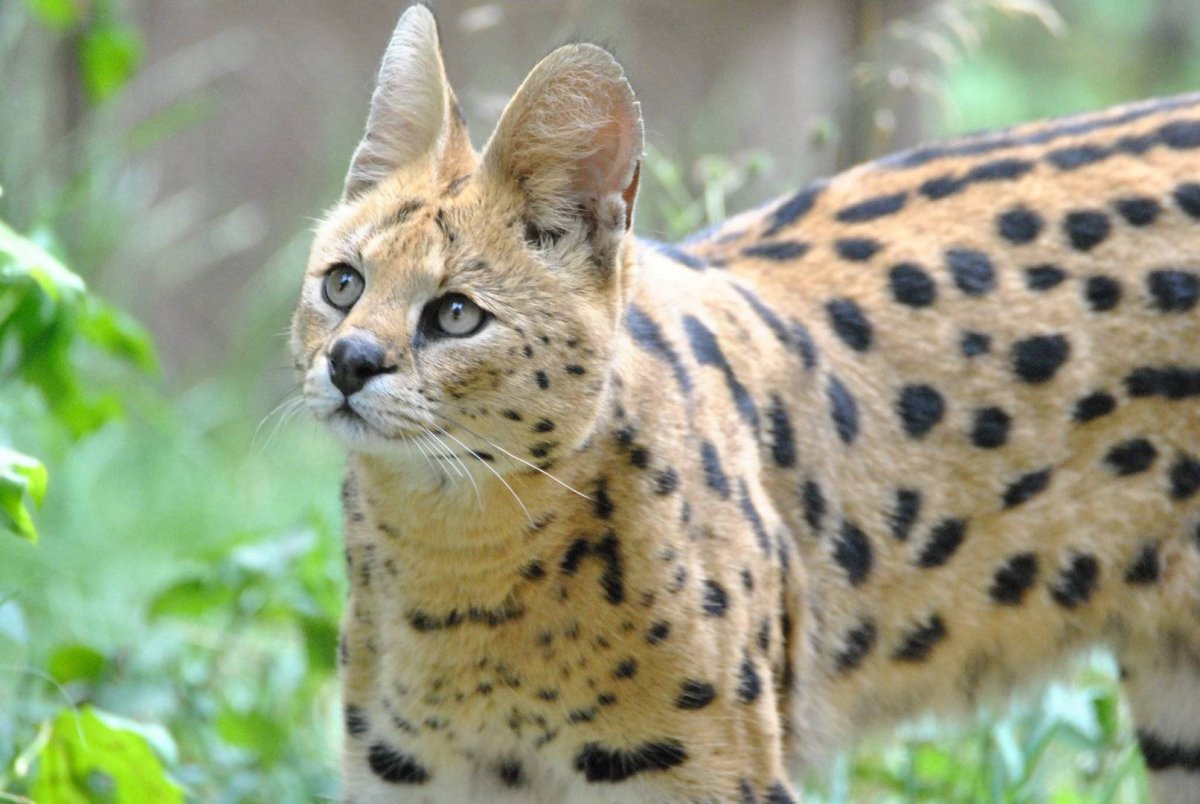 Сервал (Leptailurus Serval),