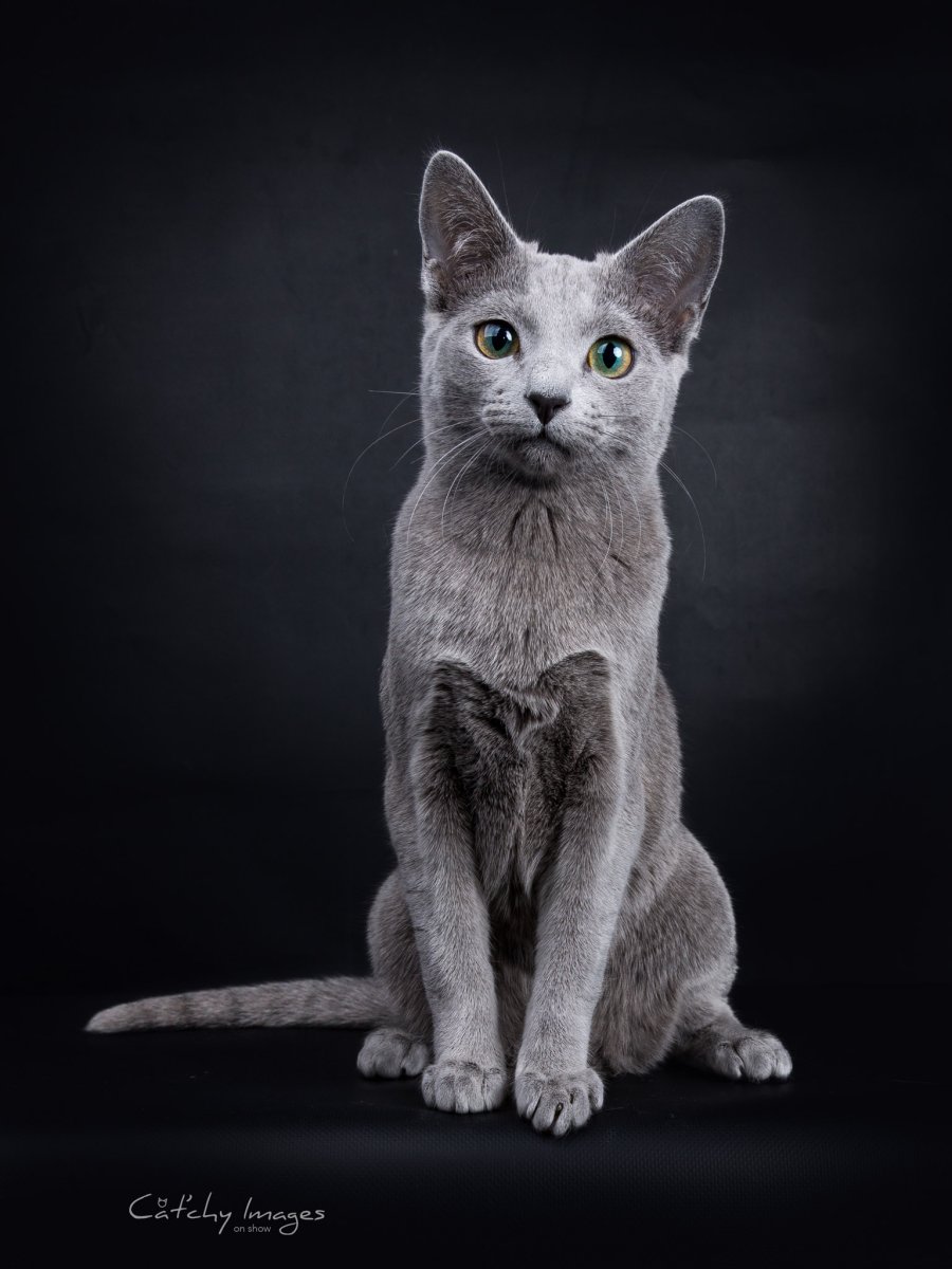 Корат (кошка)