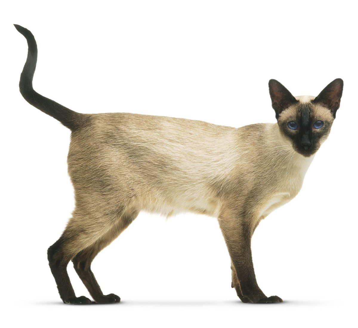 Сиамская на белом фоне