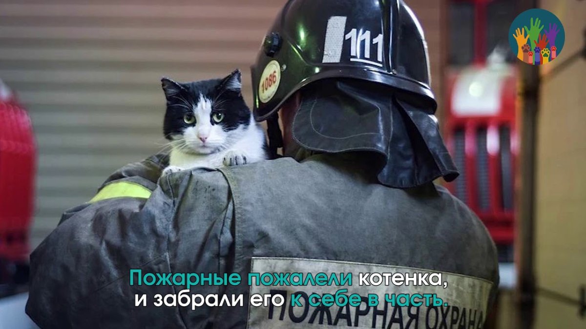 Фурри волк СССР