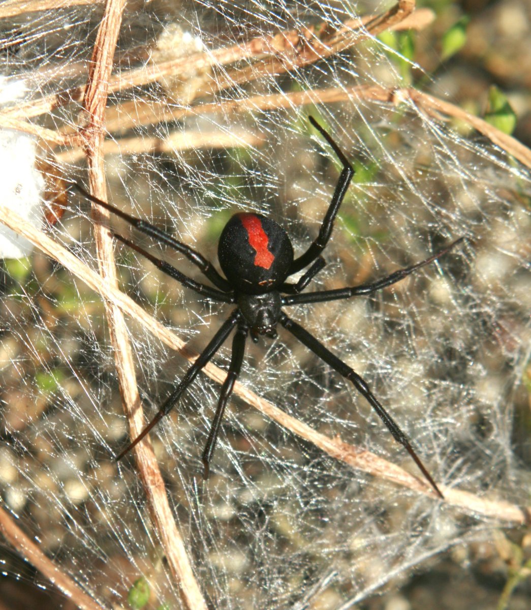 Паук эрезус красный