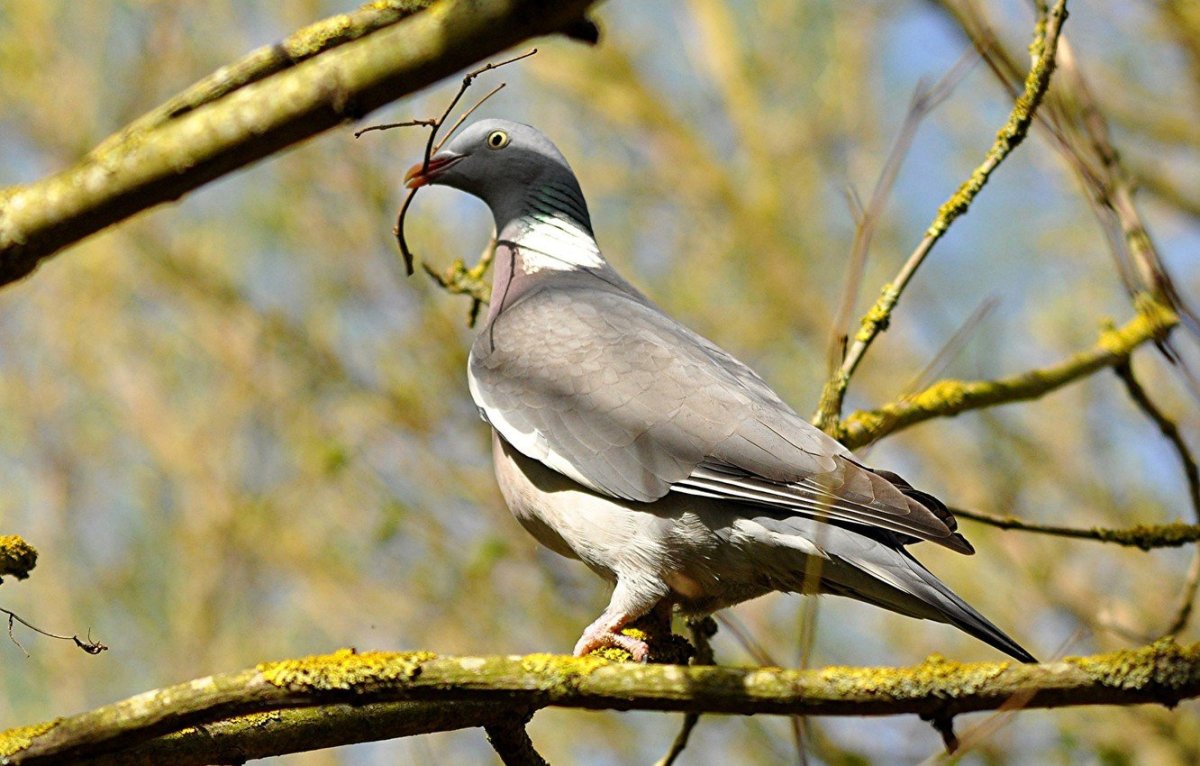 Дрозд-рябинник серый Дрозд деряба