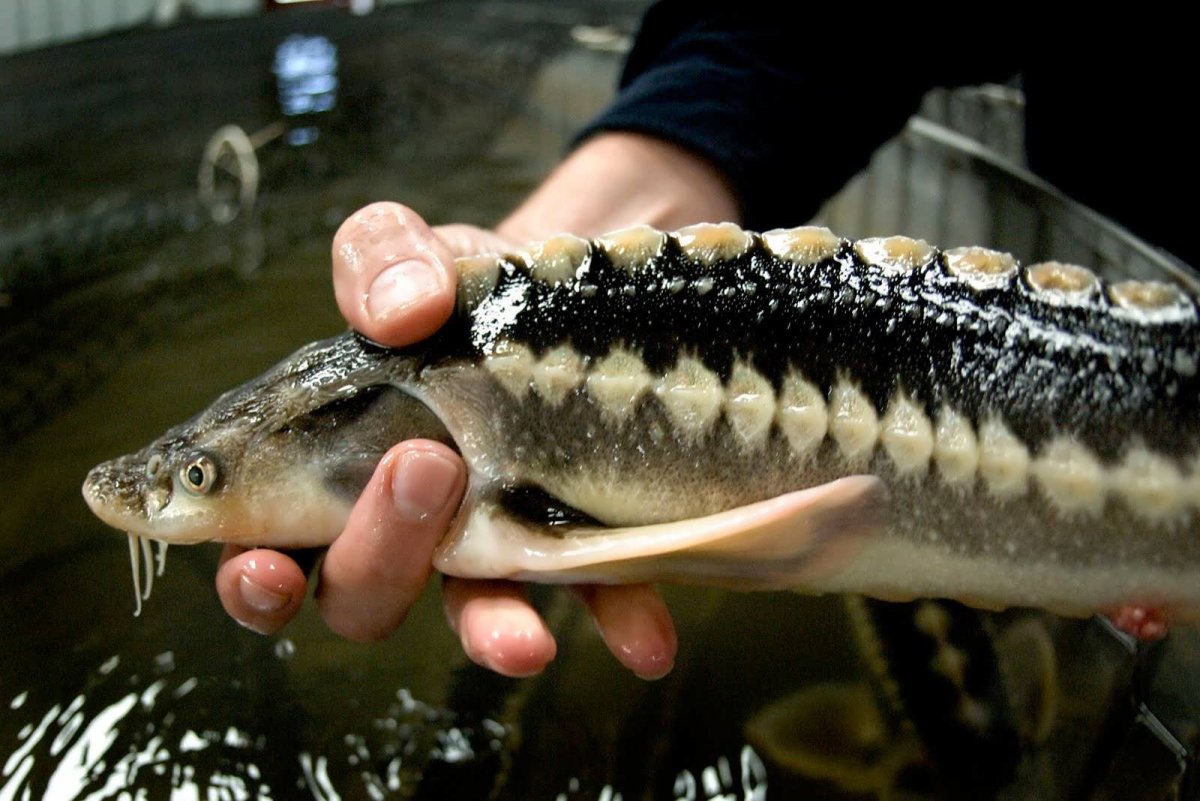 Астраханский осетр
