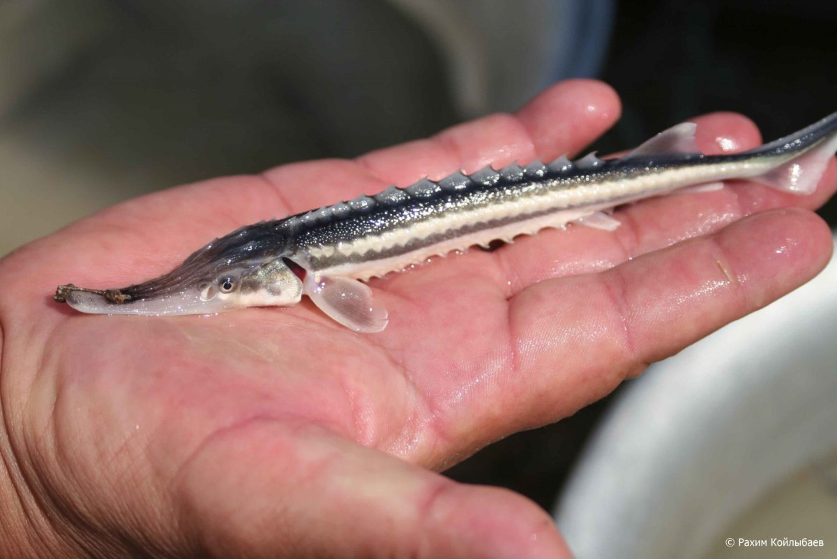 Севрюга Азовская