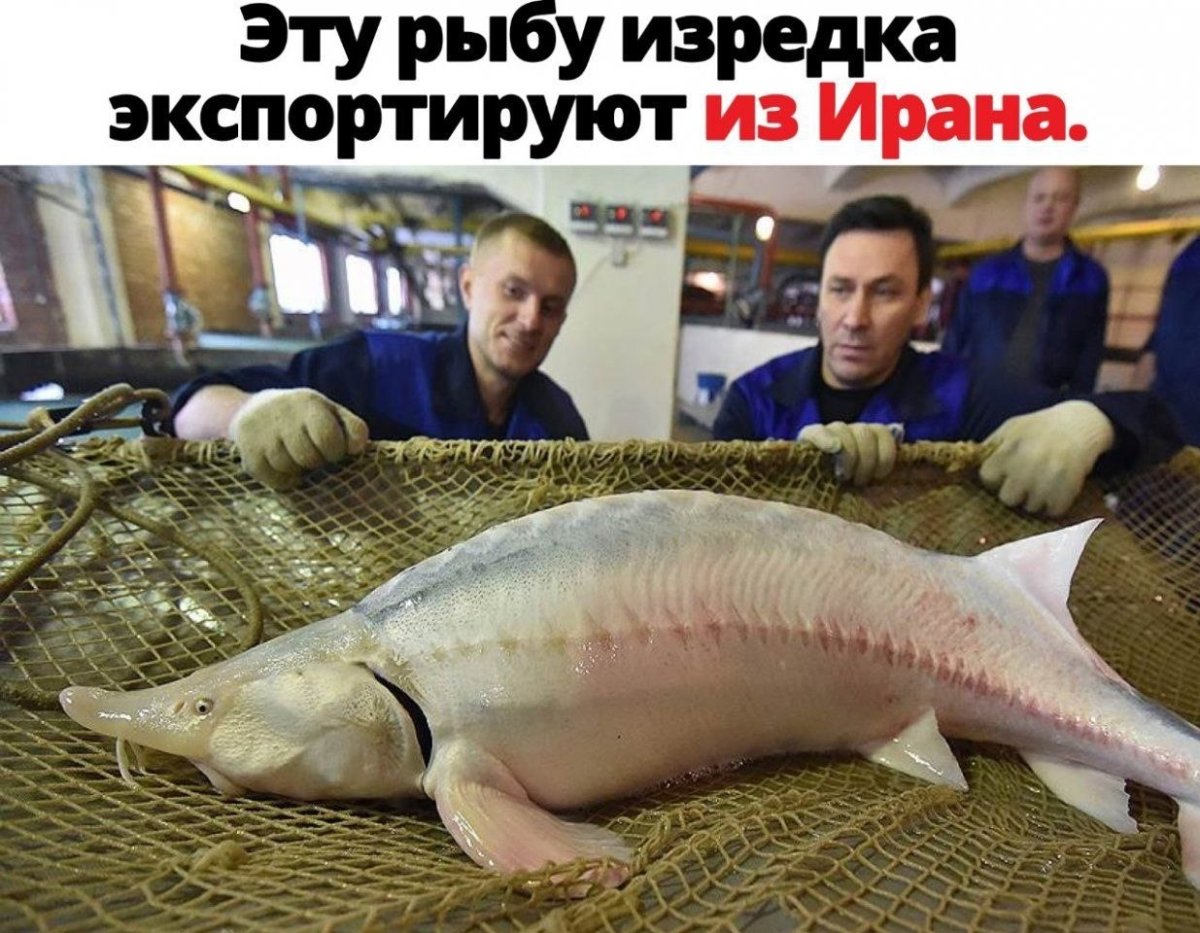 Икра осетра альбиноса