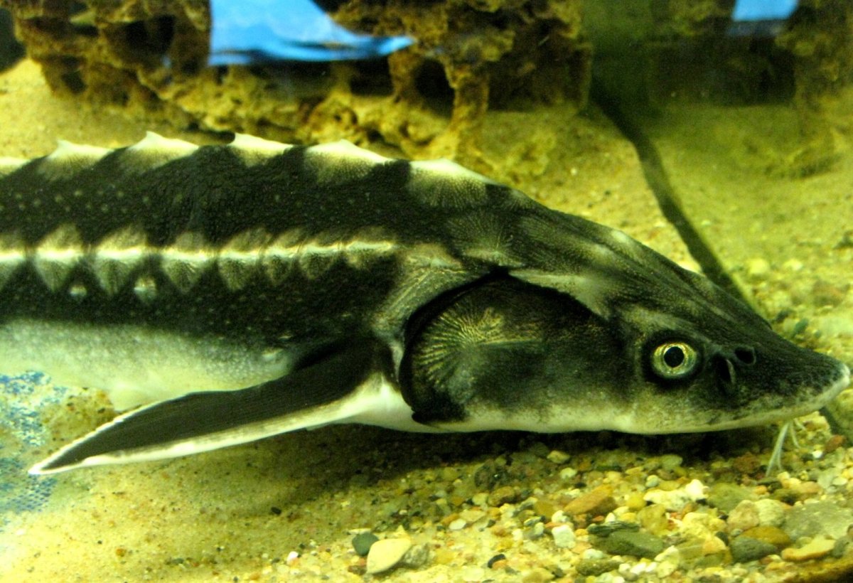 Осетрообразные осётр