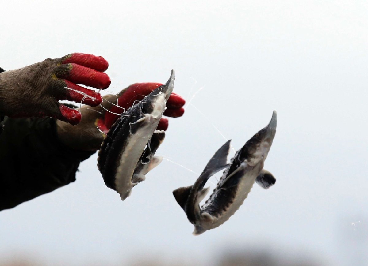 Осетр в Ханты Мансийске