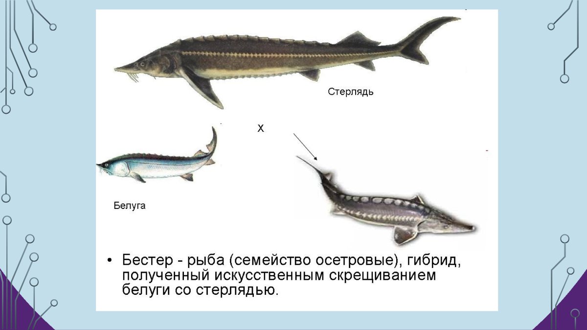 Белуга + стерлядь = Бестер